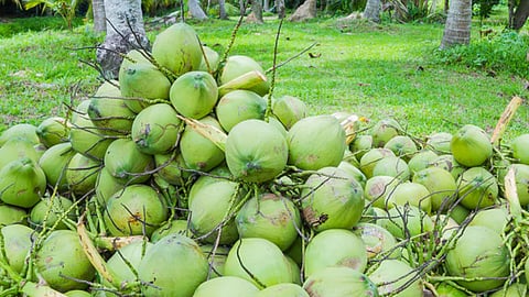 Attack over coconut issue, 4 injured