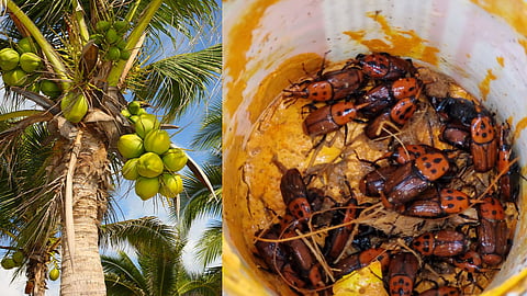 Insects destroy coconut trees