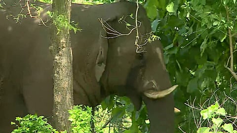 elephant pt 5 drugged treatment preperations started