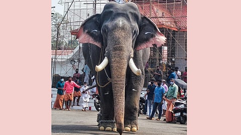 tusker eerattupetta ayyappan dies