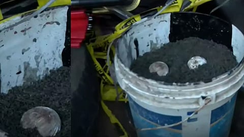 explosive device recovered from palakkad school premises explodes