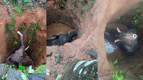Wild elephant that fell into a well in Kothamangalam rescued; Collector assures installation of electric fencing