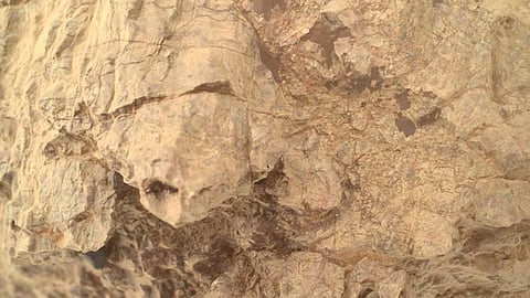 Turtle head picture mars