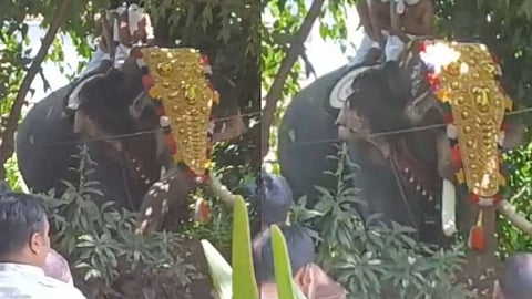 Elephant attacked during Sri Krishna Jayanti procession in Palakkad