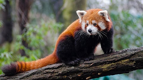 Red Panda