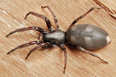 Spider venom: things to watch out for