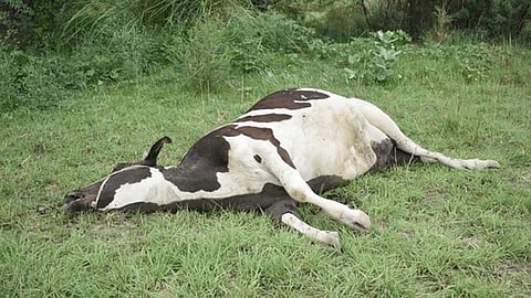 20 stray cows die in Hisar'halwa', 'poori' suspected as cause 