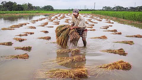 Maharashtra government releases 2,215 crore relief for rain-hit farmers