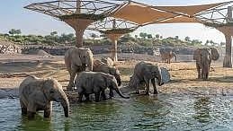 Sharjah Safari's fifth season begins