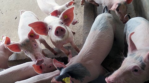 african swine fever thrissur