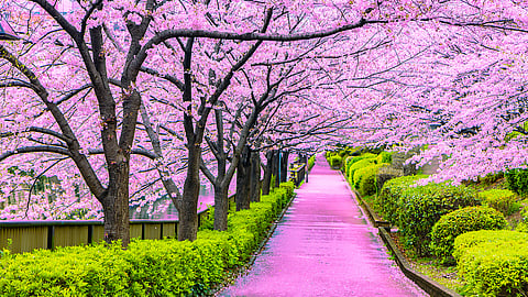 Japan visa cost only 500 rupees for Indians