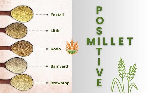 Positive millets are the best food for diabetics and sickle patients