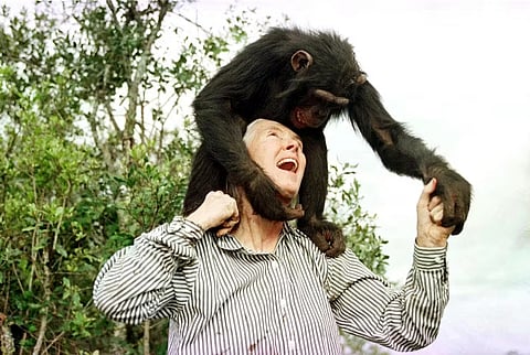 Jane Goodall plays with Bahati, a 3-year-old female chimpanzee, at the Sweetwaters Chimpanzee Sanctuary near Nanyuki,