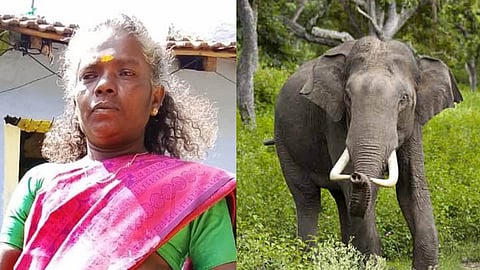 Wild elephant attack; Three-year-old girl and grandmother killed