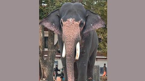 Guruvayur Komban Gokul has fallen