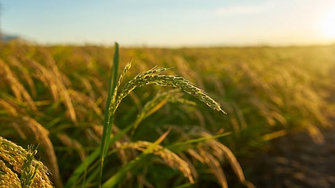 അതിദാരിദ്ര്യ നിർമാർജനം: കേരളത്തിന്‍റെ വലിയ നേട്ടം | Kerala extreme poverty alleviation