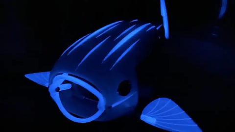 A glow-in-the-dark robo-fish helps researchers track its movements as they clean the water.