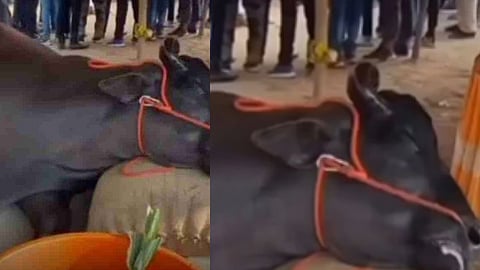 pushkar animal fair buffalo death