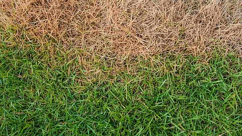 unnecessary grass cleaning burning hack tips