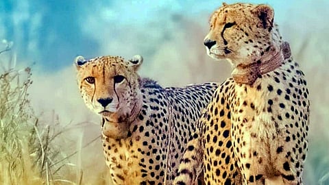 Eight cheetahs to be donated to India from Botswana