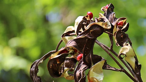 special oil for fair skin tips hack