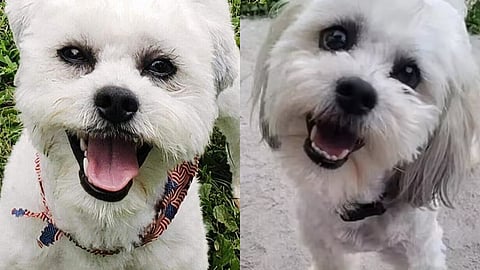 US City To Pay Rs 4.4 Crore To Pet Owner After Police Officer Killed Deaf, Blind Dog