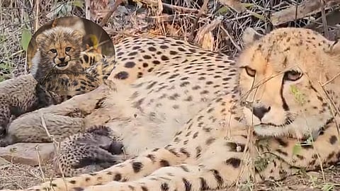 Indian-born cheetah Mukhi gives birth to five cubs at Kuno National Park