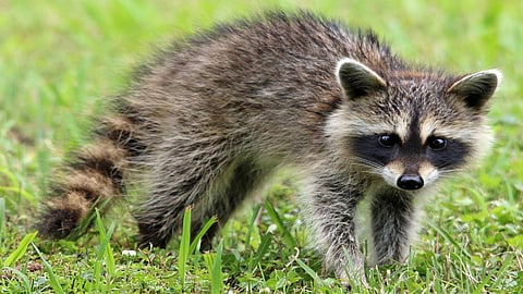 Raccoon goes on drunken rampage in Virginia liquor store and passes out on bathroom floor 