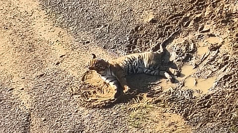 കനാലിൽ പരുക്കേറ്റ നിലയിൽ കടുവ | Hurt tiger found in canal