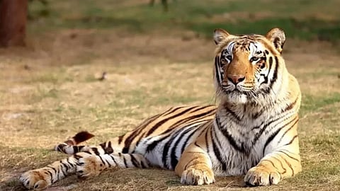 first phase tiger census compeleted