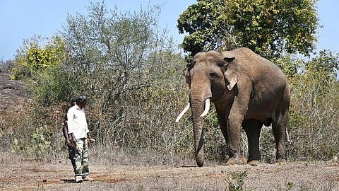 Masinagudi's ownWild elephant 'Rivaldo' is back; 