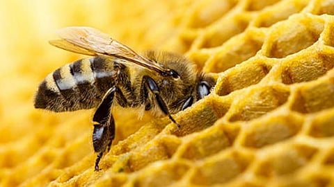 honey bee licence
