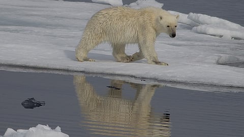 Climate Change Is Forcing Polar Bears to Rewrite Their DNA
