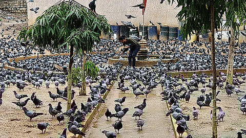 karnataka ban pigeon feeding for health issues