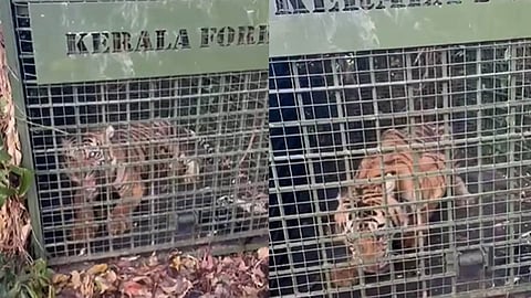 ranni tiger captured