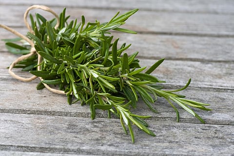 Rosemary leaves