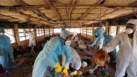 kottayam and alapuzha district spread birdflu