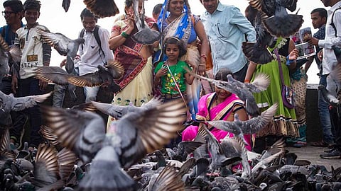 Court fines Mumbai resident Rs 5,000 for feeding pigeon