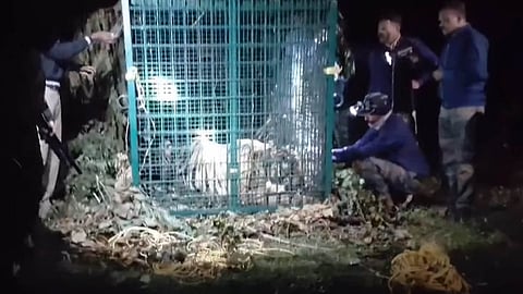 man eating tiger caught in wayanad