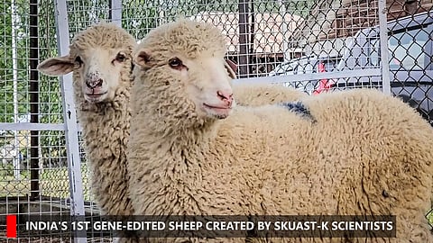 Tarmeem and her twin sister who was born without gene editin