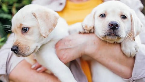 two dogs can be kept in one house license will be mandatory