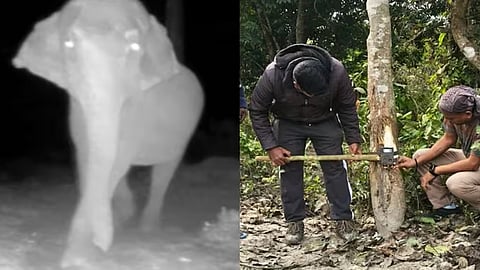 wild elephant attack camera