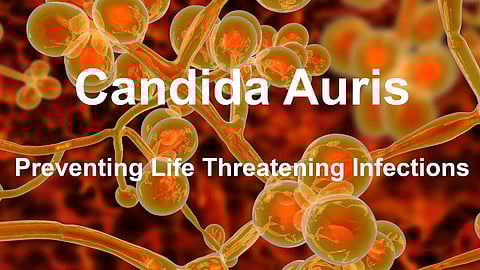  Candida auris fungus