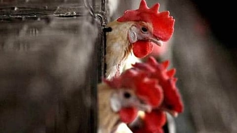 bird flu alappuzha new cases