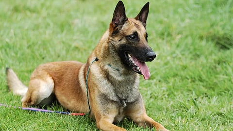 plus two student attacked by pet dog in thiruvananthapuram