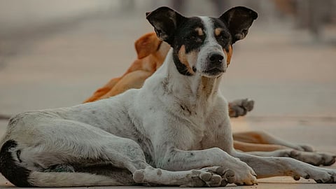 supreme court addresses stray dog issue