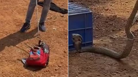 found snake in school students's bag in kakkanad
