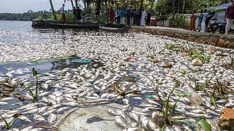 kerala water bodies bacteria level increase