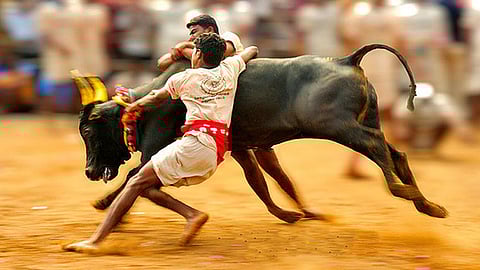 government job for jallikkett winners