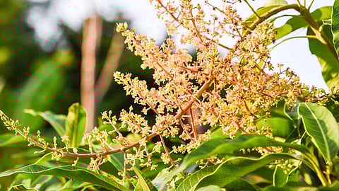 mango tree flowering